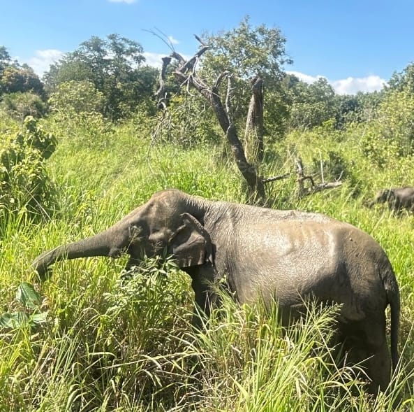 Guide to Sigiriya: Hurulu Elephant Safari, Pidurangala and  Lion Rock