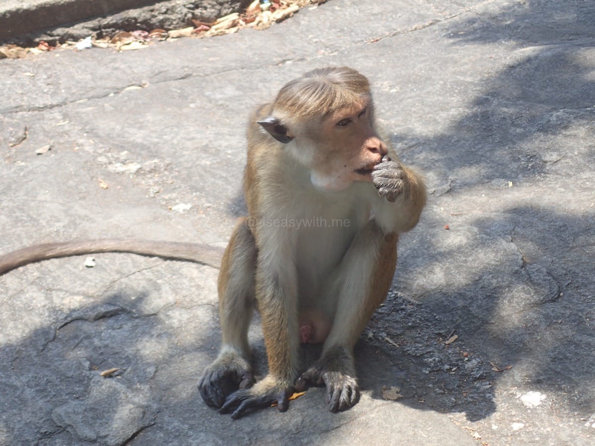 Dambulla Cave Temple & Beyond: The Best Things to Do in the Region