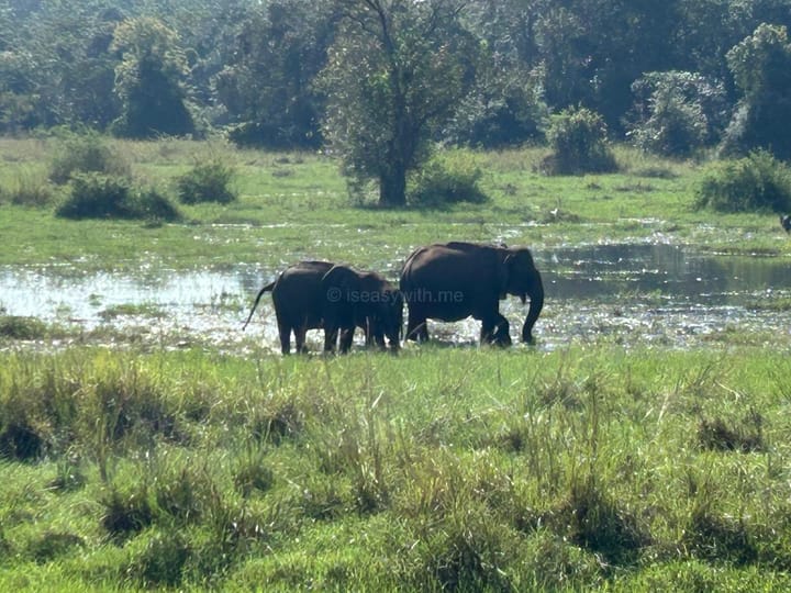 Sri Lanka Resource Guide: Packing, Transport Apps & Bus Tips